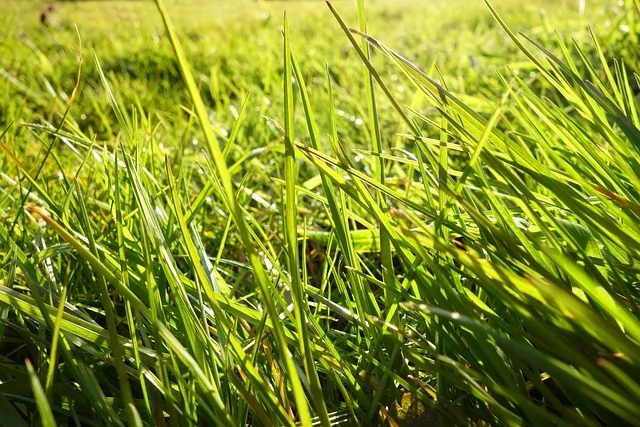 Grass