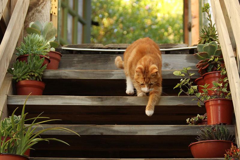 A cat walking down stairs